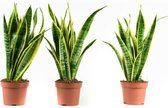 (3 stuks) Sanseveria Laurentie - Vrouwentong - Luchtzuiverende Kamerplant - ø12cm - 30cm