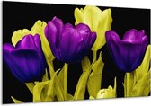 Peinture sur verre tulipe | Violet, jaune, noir | 120x70cm 1Hatch | Tirage photo sur verre | F003650