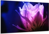 Peinture sur verre tulipe | Bleu, violet, rose | 120x70cm 1Hatch | Tirage photo sur verre |  F004176