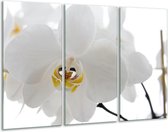 Glasschilderij Orchidee, Bloemen - Wit, Geel - 120x80cm 3Luik - Foto Op Glas - Geen Acrylglas Schilderij - GroepArt 6000+ Glas Art Collectie - Maatwerk Mogelijk