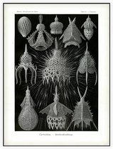 Calocyclas - Cyrtoidea (Kunstformen der Natur), Ernst Haeckel - Foto op Akoestisch paneel - 90 x 120 cm