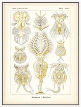 Pedalion - Rotatoria (Kunstformen der Natur), Ernst Haeckel - Foto op Akoestisch paneel - 150 x 200 cm