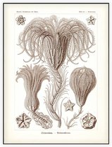 Pentacrinus - Crinoidea (Kunstformen der Natur), Ernst Haeckel - Foto op Akoestisch paneel - 60 x 80 cm