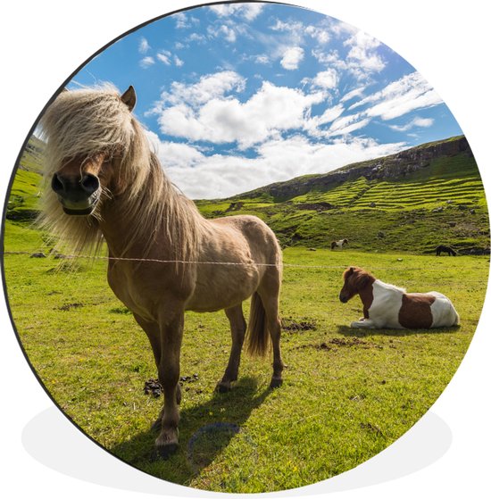 Paarden paissant dans les îles Féroé du Danemark cercle mural aluminium