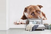 Behang - Fotobehang hond fotoprint - Breedte 420 cm x hoogte 280 cm