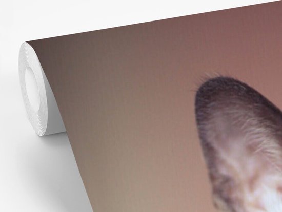 Behang - Fotobehang Witte Siamese kat op een tafelkleed - Breedte 180 cm x hoogte 280 cm