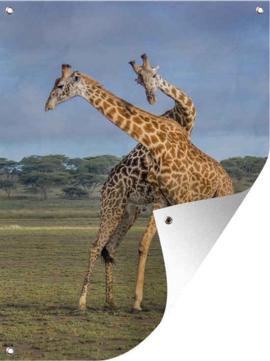 Muurdecoratie buiten Giraffes - Dieren - Natuur - 120x160 cm - Tuindoek - Buitenposter
