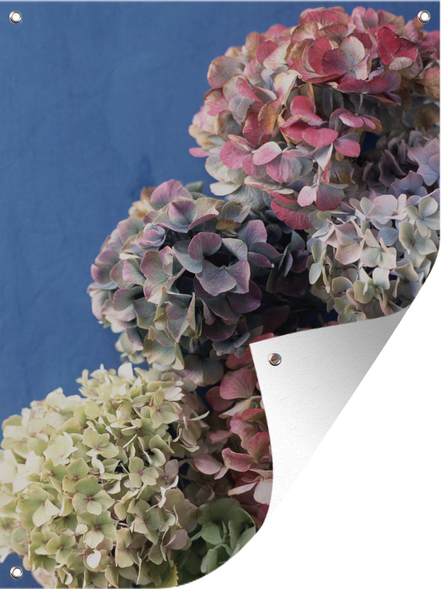 Tuinposter Hortensia - 90x120 Cm Blauwe Achtergrond | UV-Bestendig Buiten Doek | Met Ringen Voor Ophangen