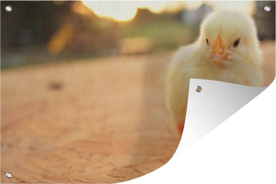 Bébé poussin sur une table en bois Affiche de jardin 60x40 cm - petit - Toile de jardin / Toile d'extérieur / Peintures pour l'extérieur (décoration de jardin)
