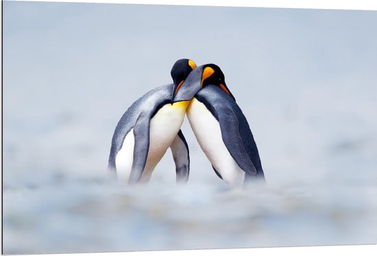 Dibond - Knuffelende Pinguïns  - 120x80cm Foto op Aluminium (Wanddecoratie van metaal)