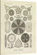 Triceratium - Diatome (Kunstformen der Natur), Ernst Haeckel - Foto op Canvas - 75 x 100 cm