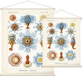 Porpema - Siphonophorae (Kunstformen der Natur), Ernst Haeckel - Foto op Textielposter - 45 x 60 cm