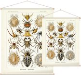 Epeira - Arachnida (Kunstformen der Natur), Ernst Haeckel - Foto op Textielposter - 60 x 80 cm