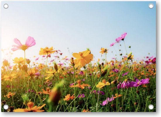 Bloemen in veld met zonsondergang - Tuinposter 70x50 - Wanddecoratie - Natuur - Bloemen