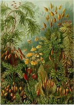 Muscinae, Ernst Haeckel - Foto op Posterpapier - 50 x 70 cm (B2)