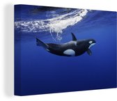 Épaulard en toile d'eau claire 2cm 60x40 cm - Tirage photo sur toile peinture (Décoration murale salon / chambre) / animaux sauvages Peintures sur toile