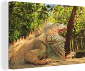 Iguana on the Bay Islands toile 2cm 60x40 cm - Tirage photo sur toile (Décoration murale salon / chambre) / Animaux sauvages Peintures sur toile / Mer et plage