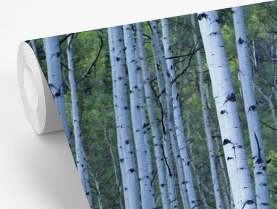 Papier peint photo peint photo vinyle - Witte' arbres blancs largeur 300 cm x hauteur 300 cm - Tirage photo sur papier peint (disponible en 7 tailles)