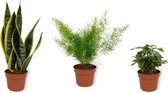 Set van 3 Kamerplanten - Coffea Arabica & Sansevieria Superba & Asparagus Sprengeri - ±  30cm hoog - 12cm diameter