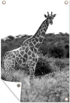 Tuinposter - Tuindoek - Tuinposters buiten - Giraffe in de natuur - zwart wit - 80x120 cm - Tuin