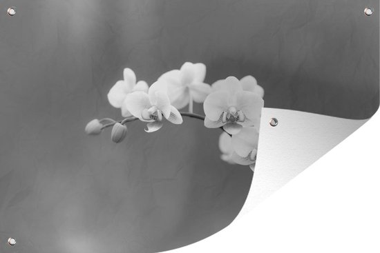 Décoration de jardin Orchidée - Fleurs - Plante - Wit - Violet - 60x40 cm - Poster jardin - Toile jardin - Poster extérieur