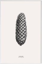 JUNIQE - Poster met kunststof lijst Pine Cone III -30x45 /Grijs &