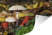 Tuindecoratie Paddenstoelen in een bos - 60x40 cm - Tuinposter - Tuindoek - Buitenposter