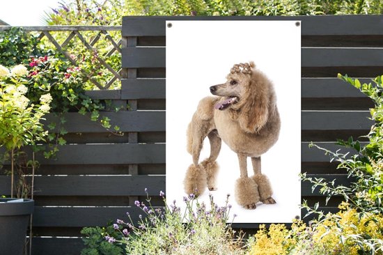 Poster Caniche au jardin du coiffeur toile en vrac 80x120 cm - Toile de jardin / Toile d'extérieur / Peintures pour l'extérieur (décoration de jardin)
