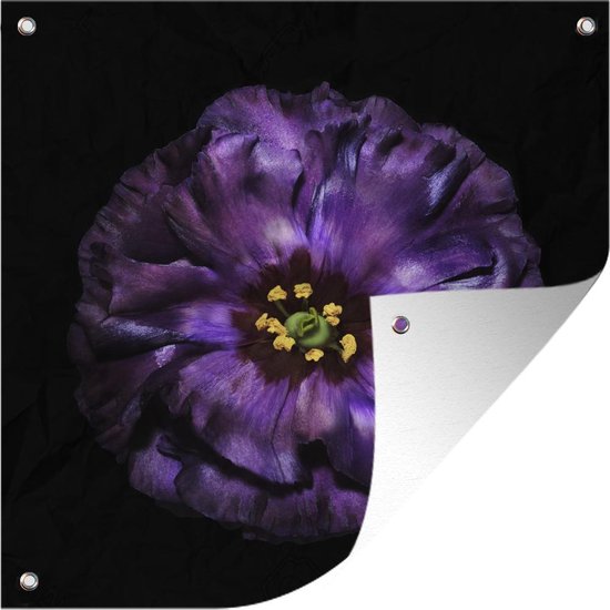 Tuinposters Een purper bloem die is afgebeeld is tegen zwarte achtergrond - 50x50 cm - Tuindoek - Buitenposter