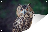 Affiche de jardin Eagle Owl 200x100 cm - Photo sur affiche de jardin / Peintures pour l'extérieur (décoration de jardin)
