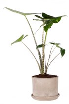 Kamerplant van Botanicly – Olifantsoor in grijs beton pot als set – Hoogte: 100 cm – Alocasia Zebrina