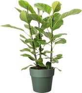 Kamerplant van Botanicly – Treurvijg in groen pot als set – Hoogte: 105 cm – Ficus altissima