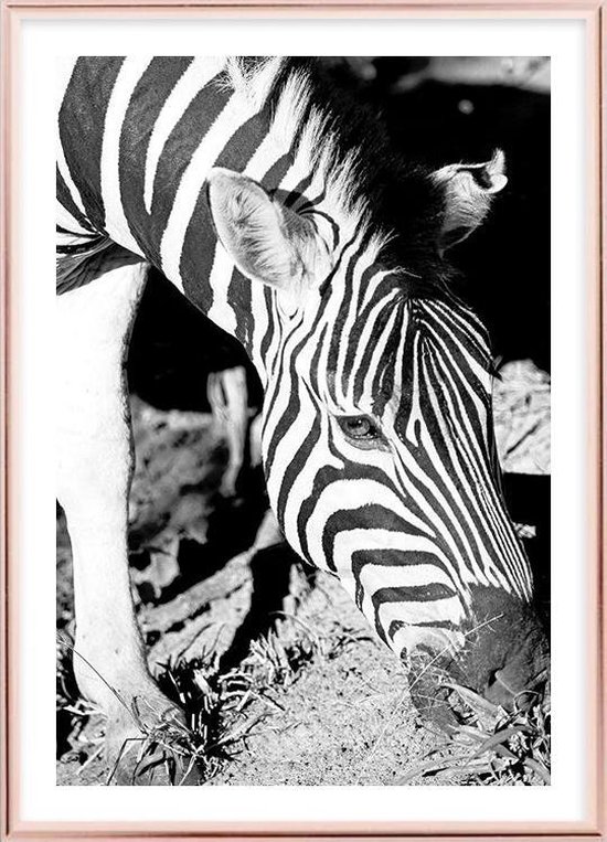 Poster Met Lijst - Mlilwane Zebra Poster (21x30cm)