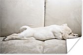 Poster Labrador puppy op bank - 90x60 cm