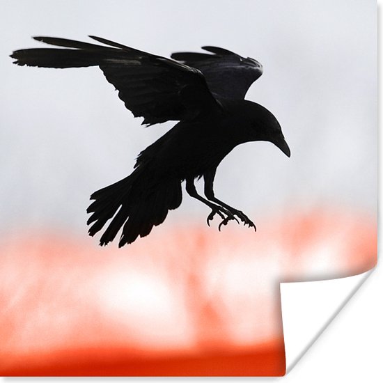 Kraai met gespreide vleugels in de lucht poster 30x30 cm - Foto print op Poster (wanddecoratie woonkamer / slaapkamer) / Vogels Poster