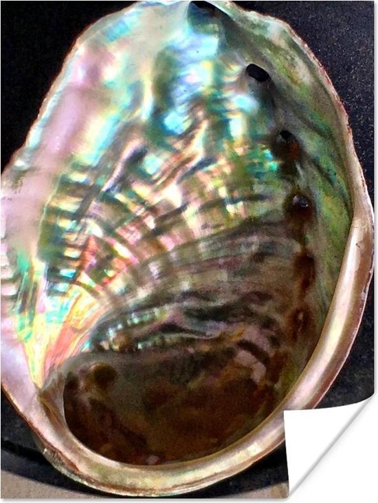 Abalone schelp poster 120x160 cm - Foto print op Poster (wanddecoratie woonkamer / slaapkamer) / Strand Poster XXL / Groot formaat!