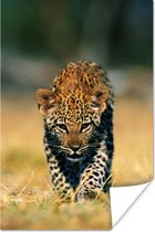 Portret van een luipaard welp poster papier 80x120 cm - Foto print op Poster (wanddecoratie woonkamer / slaapkamer) / Wilde dieren Poster