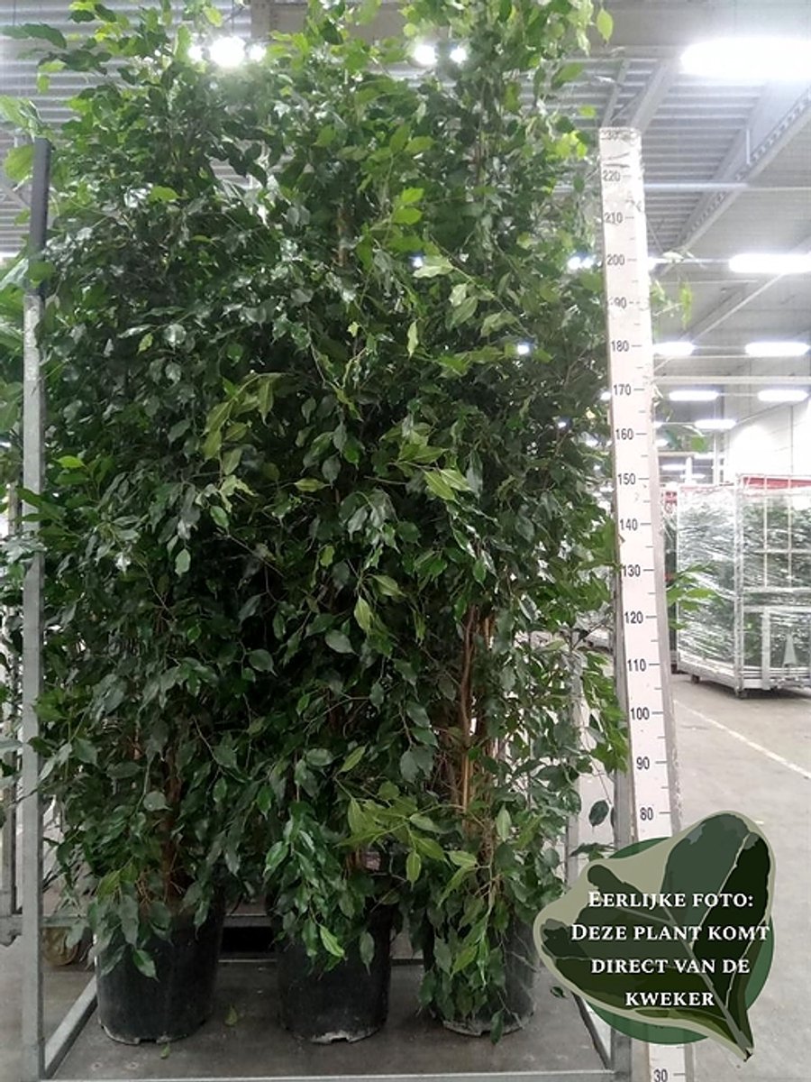 Ficus benja. 'Exotica' - Hoogte 250cm - Potmaat 40cm - Luchtzuiverende Kamerplant - Plant binnen