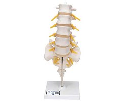 Menselijke anatomie lendenwervelkolommodel met gratis anatomiesoftware en interactieve cursussen
