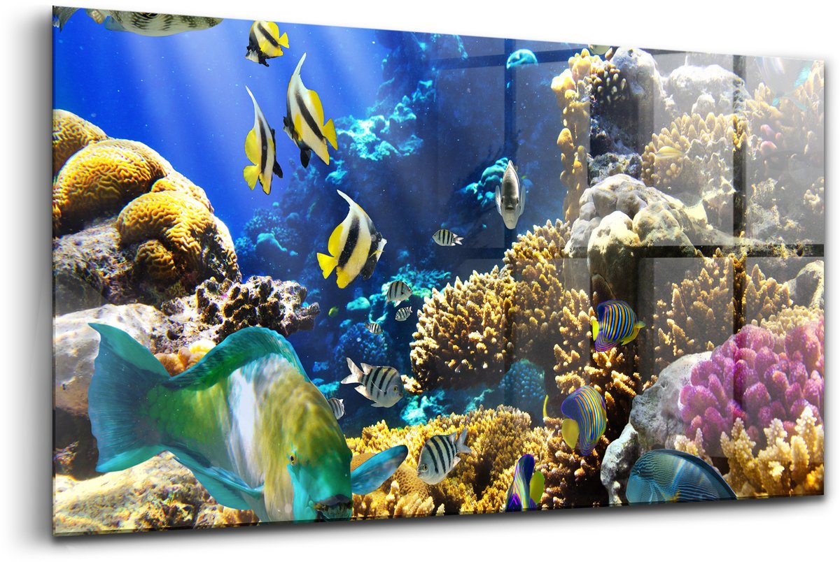 Wallfluent Glasschilderij - Foto van vissen op een koraalrif. Foto Op Glas - 140x70 cm - Veelkleurig Horizontale muurfoto - Dieren Schilderij Op Glas - Glazen Schilderij - Schilderij Glas