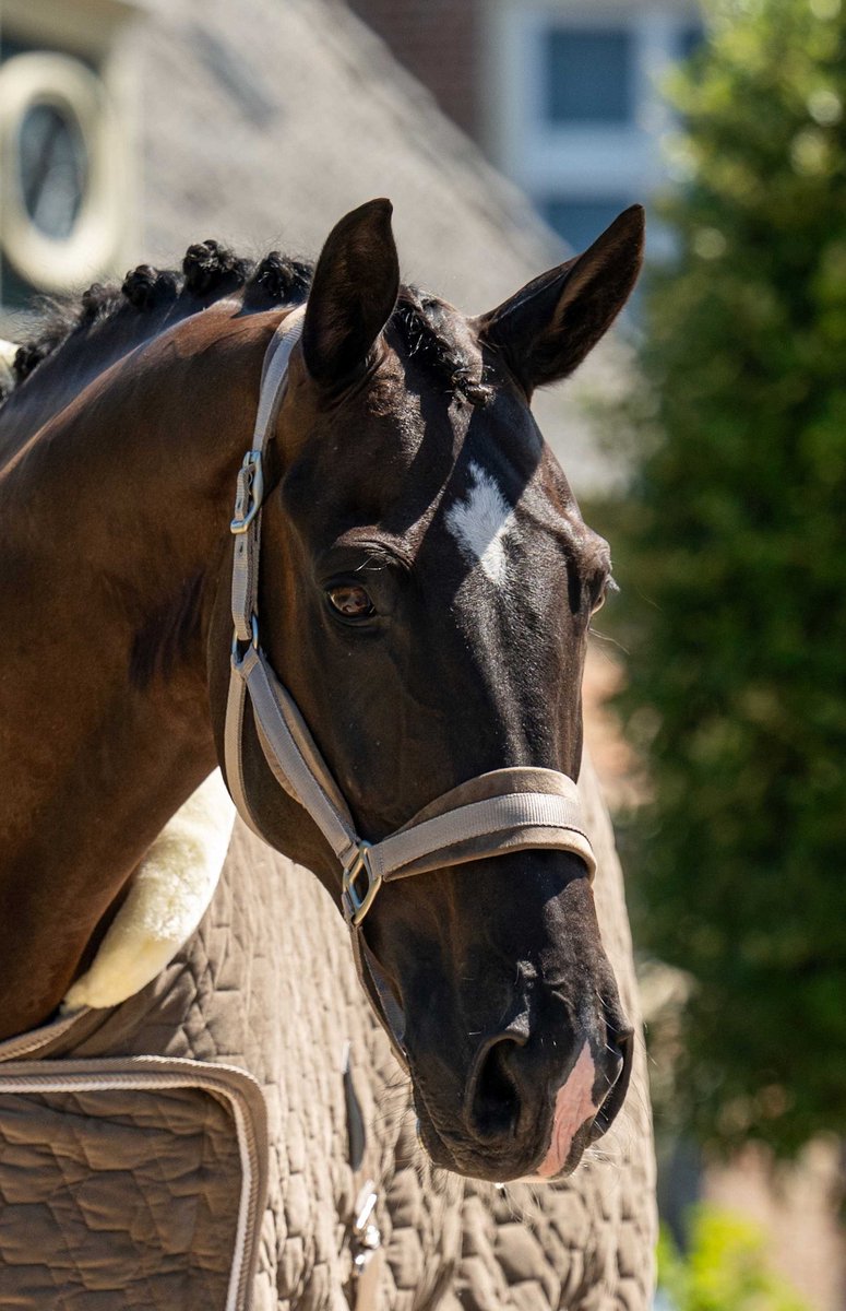 Showtime Halster Velvet Taupe - Pony