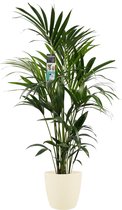 Hellogreen Kamerplant - Decorum Kentia - 120 cm - Elho Brussels soap