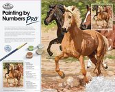 Schilderen op nummer - Paint by numbers -  Galloperende paarden 50.6x40.6cm - Schilderen op nummer volwassenen - Paint by numbers volwassenen