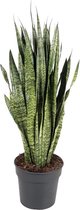 Sansevieria Zeylanica 110 cm