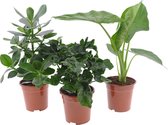 3x Bureauplanten - Set van 3 planten voor een groene werkplek - Clusia | Philodendron | Alocasia - ↑ 55-70 cm - Pot Ø 17cm