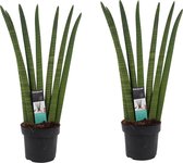 Kamerplanten van Botanicly – 2 × Vrouwentongen – Hoogte: 70 cm – Sansevieria Cylindrica