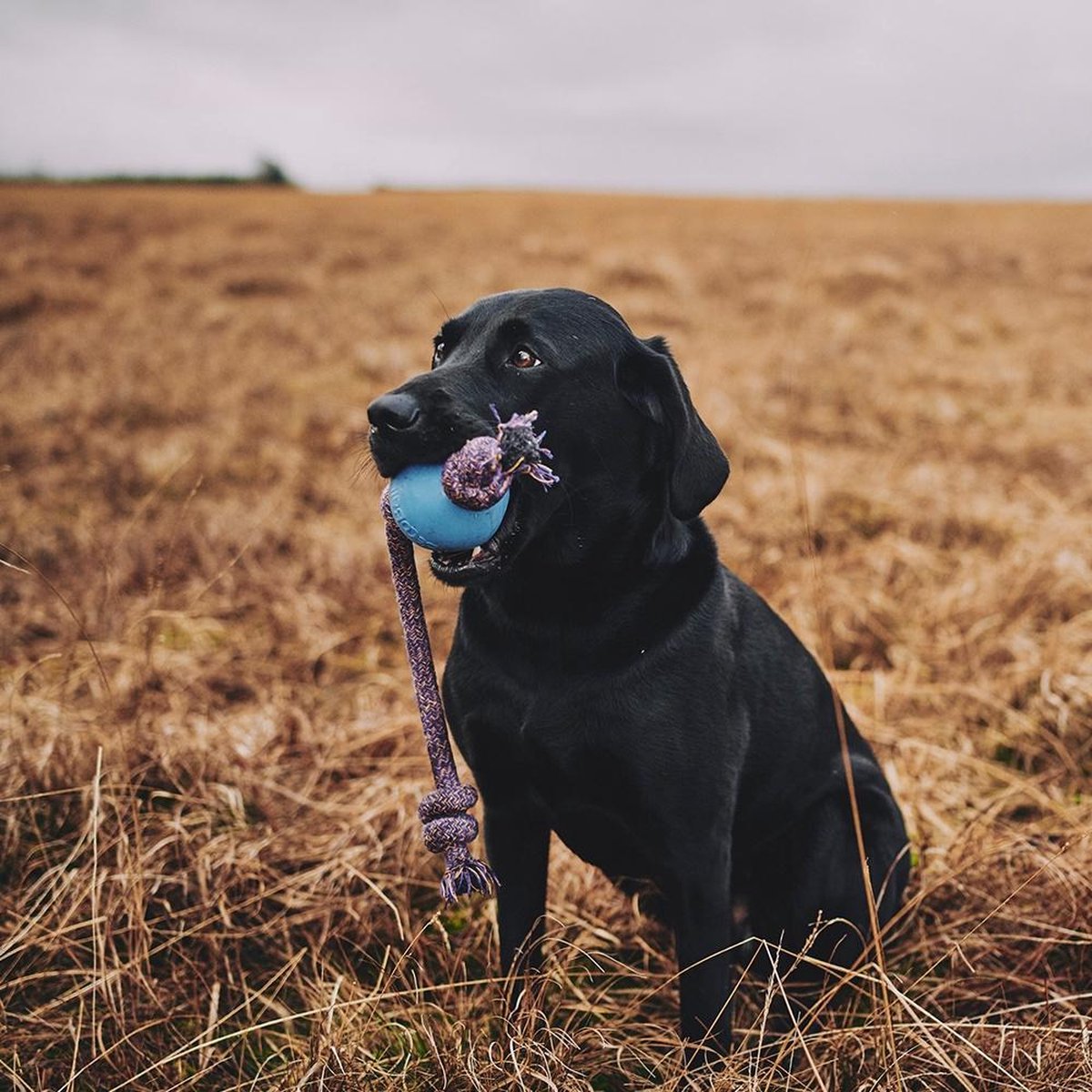Beco Bal aan Touw voor Honden - Duurzaam en Ecologisch Afbreekbaar Hondenspeelgoed - Kleur: Blauw, Maat: Large