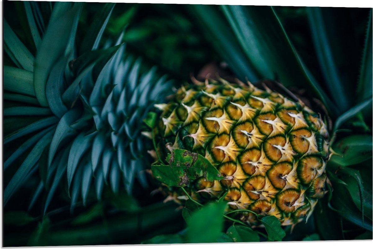 Dibond - Ananas aan Plant - 90x60cm Foto op Aluminium (Met Ophangsysteem)