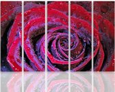 Schilderij , Rood paarse Roos , 4 maten , 5 luik , wanddecoratie , Premium print , XXL