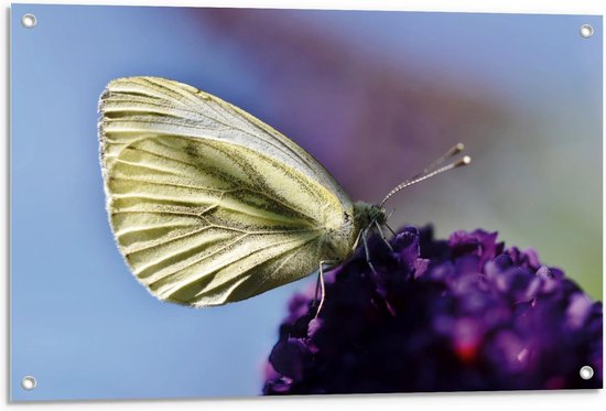 Tuinposter – Gele Vlinder op Paarse Bloem - 90x60cm Foto op Tuinposter  (wanddecoratie voor buiten en binnen)